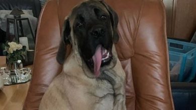17 Funny Pictures of English Mastiffs Showing The Reality of Living in Isolation