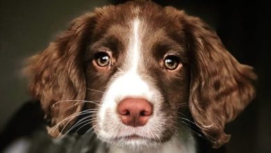 14 Things You Didn’t Know About the English Springer Spaniel