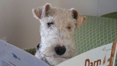 15 Funny Facts About The Fox Terrier