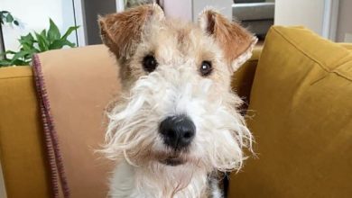 14 Amazing Facts About Fox Terriers