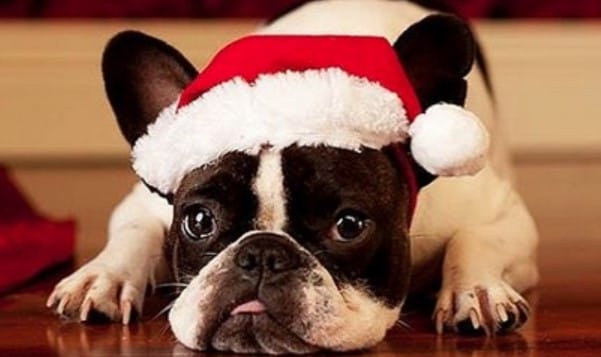 14 Funny French Bulldogs Who are Always Ready to Ruin Christmas