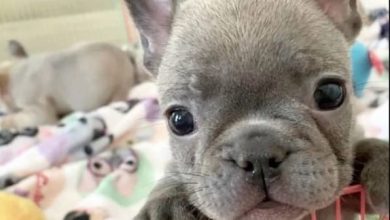 14 Photos Of French Bulldog Puppies That Will Captivate You