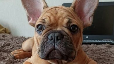 16 Cheerful French Bulldogs Who Don`t Panic About COVID-19