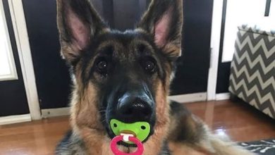 14 Funny Pictures That Shows That Life Is Better With German Shepherds