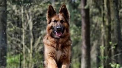 30 Unique German Shepherd Dog Names For Male Dogs
