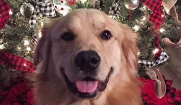 14 Funny Pictures Proving That Golden Retrievers Always Win at Christmas