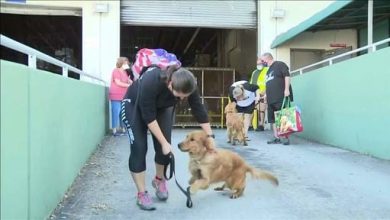 20 Golden Retrievers Rescued! Brought to Florida From China