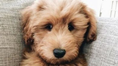 15 Things Only Goldendoodle Owners Will Understand