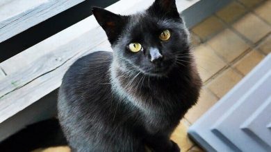 450 Gothic Cat Names – Perfect for Black Cats