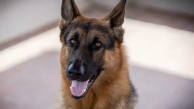 14 Things You Didn’t Know About German Shepherds