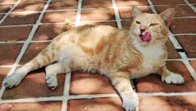 Hemingway Cat Names – Over 90 Name Ideas for Polydactyl Cats