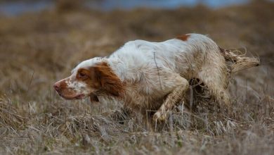 Hunting Dog Names – 380 Best Names for Hunting Dogs
