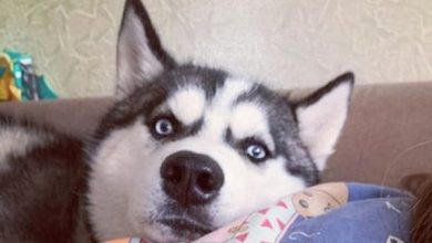 15 Things Only Husky Owners Will Understand