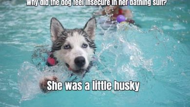 10 Funny And Hilarious Husky Jokes That Will Make You Laugh