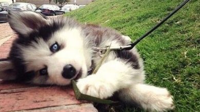 14 Funny Husky Memes That Will Make Your Day!