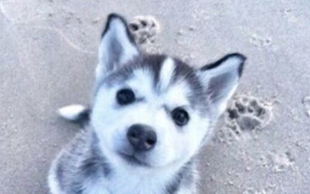 14 Photos Of Husky Puppies That Will Lift Your Mood Up
