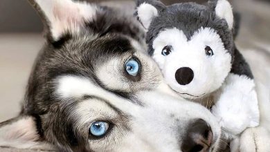 14 Magnificent Facts About Siberian Huskies