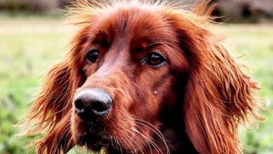 14 Gorgeous Facts About Irish Setters