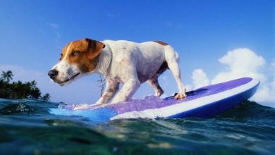Top 17 Activities To Do With Your Jack Russell