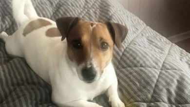 17 Reasons Why You Should Never Own Jack Russell Terriers