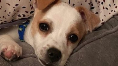 37 Ridiculously Cute Jack Russell Mixes You Have To See To Believe