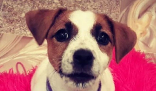 16 Things to Understand if Jack Russell Terriers are Right For You