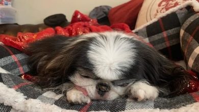 14 Adorable Japanese Chin Who are Very Cute When Sleeping