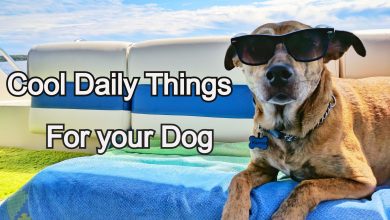20+ Cool Things That You Should Have For Your Dog