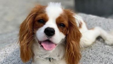15 Cavalier King Charles Spaniels Are Too Adorable To Be Real
