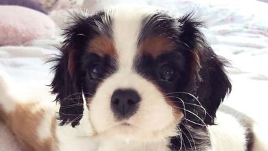 14 Cool Facts About Cavalier King Charles Spaniels