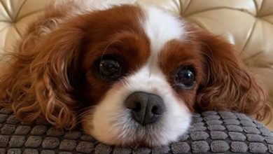 14 Things Only Cavalier King Charles Spaniel Owners Will Understand