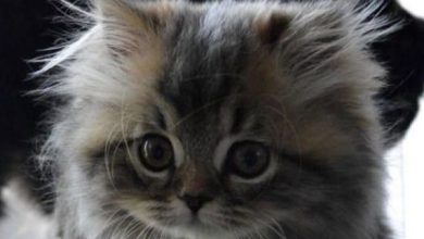 50+ Wild Female Cat Names For You Wild Kitten