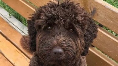 16 Tips for Taking Care of Your Labradoodle