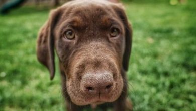 14 Great Facts About Labradors You Didn`t Know