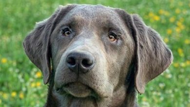 100 Unique Silver Labrador Dog Names