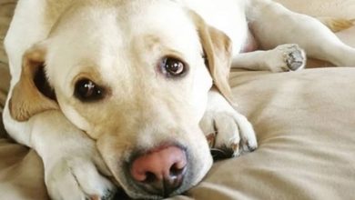 14 Cute Labradors Who Know Exactly What to Do During Quarantine Period
