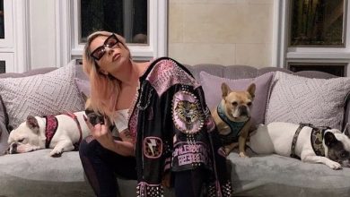 [Updated] Lady’s Gaga Dog Walker’s Condition And Her Stolen Dog