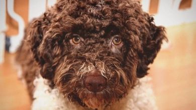 14 Tips For Caring For A Curly Handsome – Lagotto Romagnolo