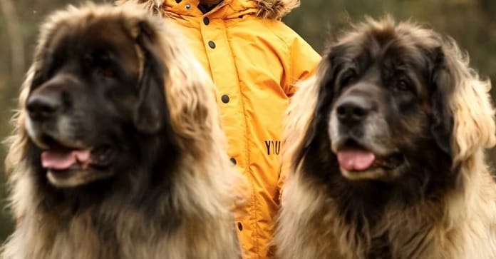 15 Evidence That Leonbergers Are The Best Family Dogs