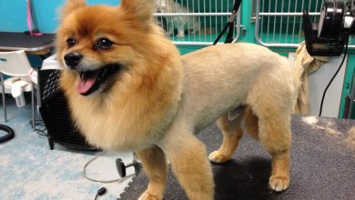 Top 10 Cute Lion Haircuts for Dogs That Are Hilarious