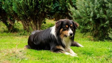 Top 60 Kentucky Dog Names For Your Cute Male And Female Puppies