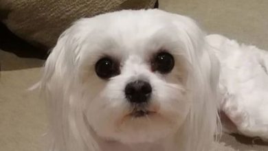 14 Reasons Why You Should Never Own Maltese Dogs
