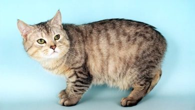 200 Manx Cat Names – Choose the Perfect Name for Your Tailless Cat