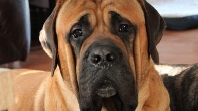 15 Amazing Facts About Mastiffs For Those Who Are Going To Adopt The Dog