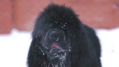 14 Massive Facts About Newfoundland Dogs
