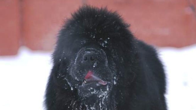 14 Funny Pictures Showing How Newfoundland Dogs are Getting Ready for Christmas
