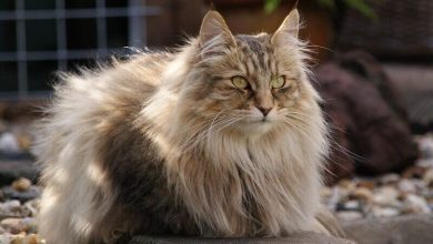 120 Best Norwegian Forest Cat Names For Your Kitten