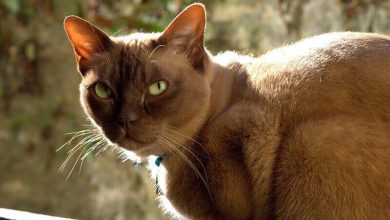 Top 250 Old Lady Names for Cats