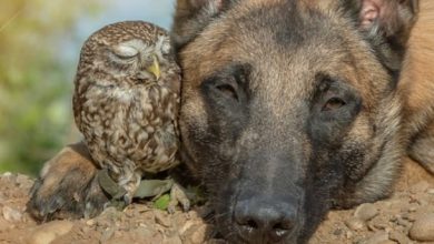 A Photo Story About the Friendship of an Owl and a German Shepherd