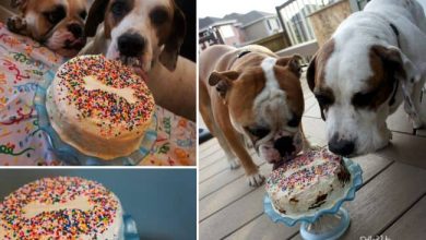 How To Make A Homemade Dog Birthday Cake Recipes